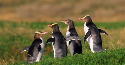 New Zealand's Iconic Yellow-Eyed Penguins Could Be Extinct Locally In 40 Years | HuffPost