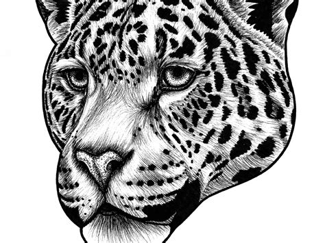 Jaguar by Loren Dowding on Dribbble