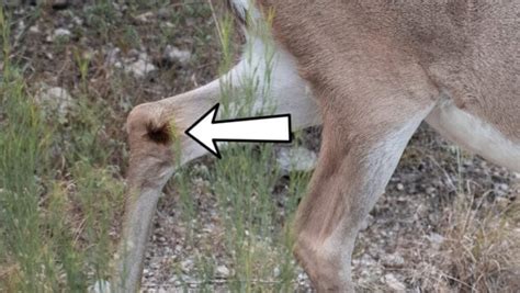 7 Whitetail Deer Glands and What They Do | Bowhunting.com