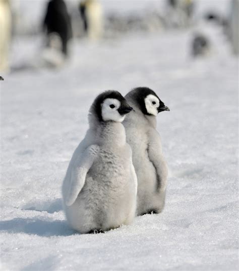 baby Emperor penguin by laogephoto on DeviantArt