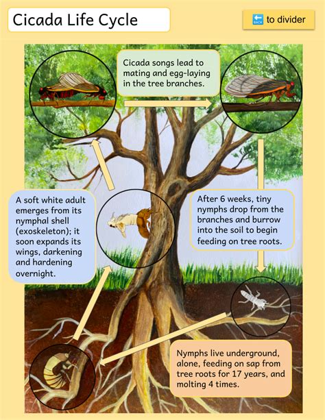 Cicadas Life Cycle