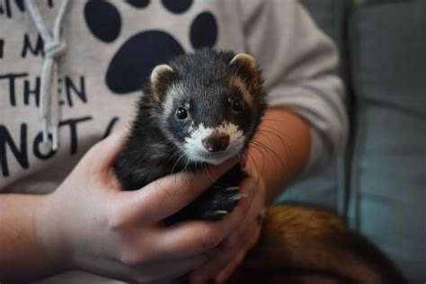 Things to Consider Before Adopting a Ferret - NHSPCA