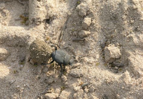 Insects in the Landscape: Decomposers of Organic Matter - Garden Style San Antonio