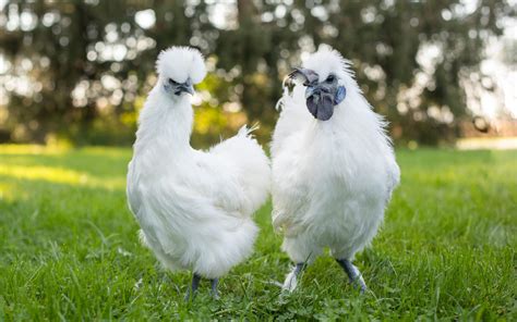 Silkie Chickens | Bantam Silkies | Freedom Ranger Hatcheries