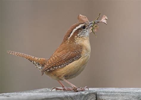 Carolina Wren - Building a Nest | Flickr - Photo Sharing!