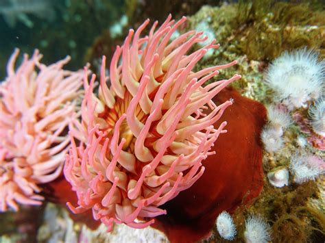 Sea Anemone | Seattle Aquarium