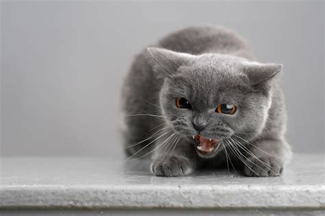 Cat Growling Explained: Why your Cat Growls And Hisses - LOL Cats