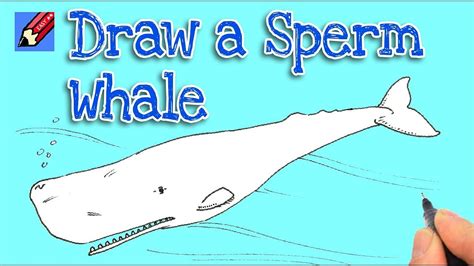 How to draw a Sperm Whale Real Easy - YouTube