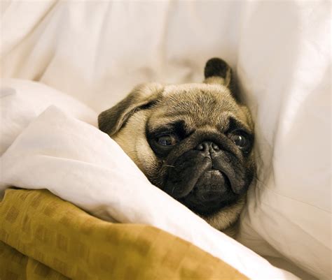 File:Pug lying in bed with its head on the pillow.jpg - Wikimedia Commons