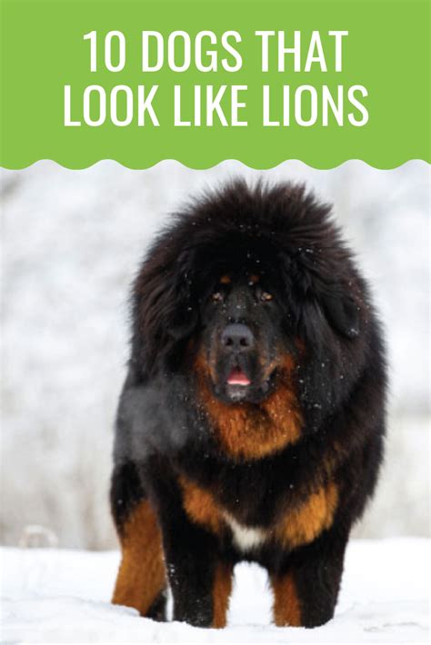 10 Dogs That Look Like Lions aka Lion Dogs - Barking Royalty | Lion dog, Dogs, Dog breeds