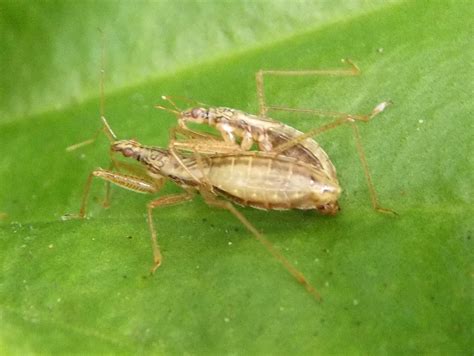 Marsh Damsel Bug Nabis limbatus - BRITISH NATURE GUIDE