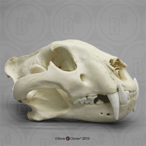 Bengal Tiger Skull, Male - Bone Clones, Inc. - Osteological Reproductions