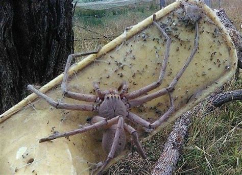 Heteropoda Maxima, Laba-laba Raksasa Pemburu: Alamak, Bisa Menyusup ke Loteng Rumah ...