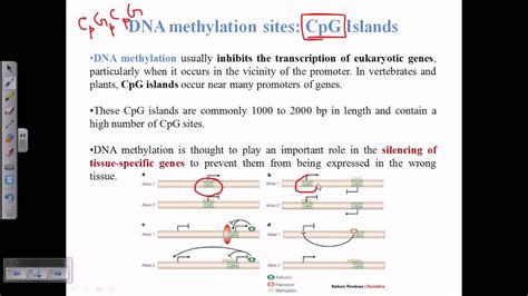 CpG islands - YouTube