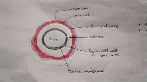 Structure of endospore - YouTube