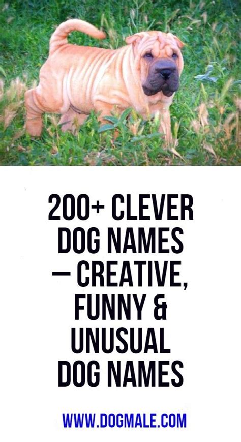 200+ Clever Dog Names – Creative, Funny & Unusual Dog Names | Dog names ...