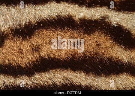 clouded leopard fur coat Stock Photo: 96911073 - Alamy