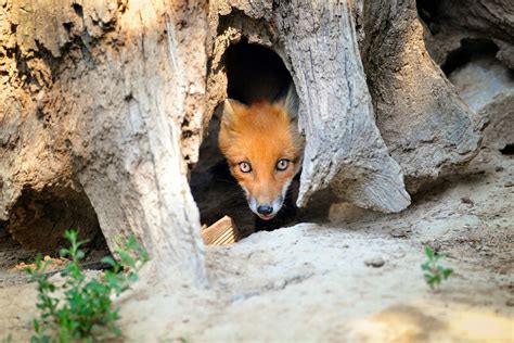 Fox Dens | All You Need To Know - All Things Foxes