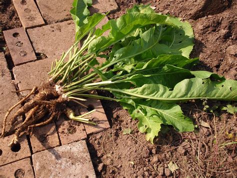 Horseradish Facts, Health Benefits and Nutritional Value