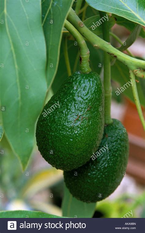 Haas Avocado Stock Photos & Haas Avocado Stock Images - Alamy