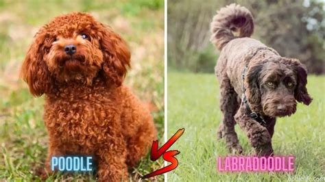 How To Potty Train A Labradoodle? - Oodle Life