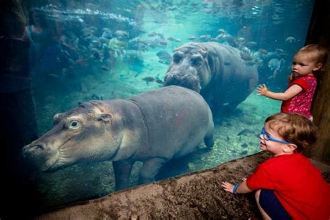 Fiona the hippo, other Cincinnati Zoo animals can join your Zoom call