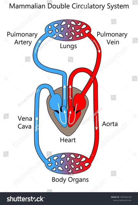 3 Mammalian Circulatory System Images, Stock Photos & Vectors | Shutterstock