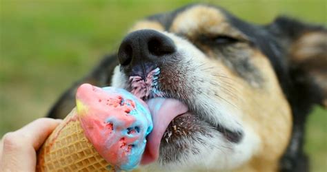 Can Dogs Eat Ice Cream Cones? (Watch out for This Sweetner)