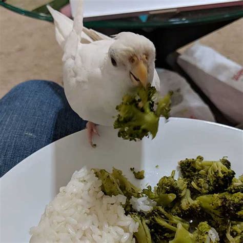 Albino Cockatiel Breeding, Behave, Food, Care & Lifespan- PetsHoods