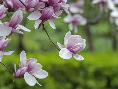 Saucer Magnolia: Care and Growing Guide