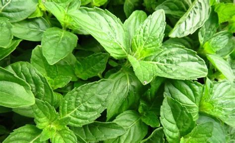 “BASIL LEAVES” MEDICINAL USES