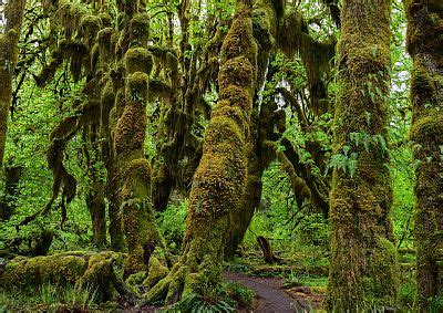 Hoh Rainforest climate: weather by month, temperature, rain - Climates to Travel