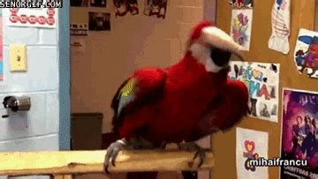 Parrot Dancing GIF by Cheezburger - Find & Share on GIPHY