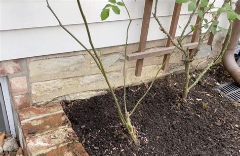 How (and When) to Prune Garden Roses for the Best Blooms Ever