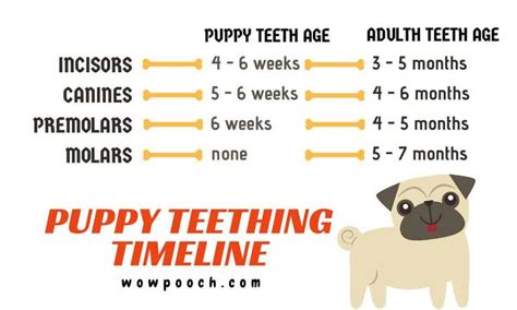 Puppy Teething chart | Puppy teething, Teething chart, Teeth