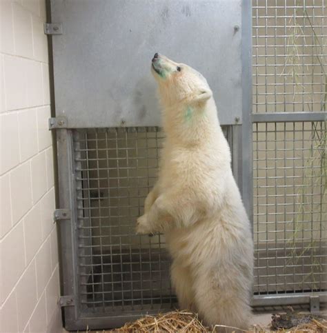 Orphaned polar bear cub arrives at Assiniboine Park Zoo - Winnipeg ...