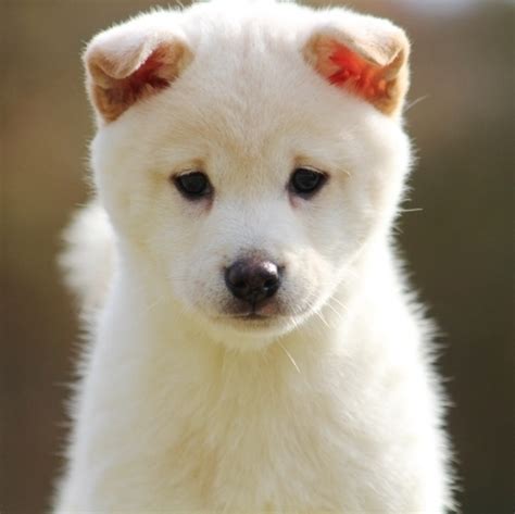 Lilly White, a Cream Female Shiba Inu Puppy 620358 | PuppySpot