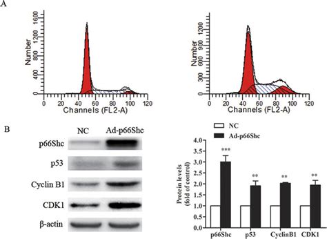 66Shc induced MCF-7 cell cycle arrest at the G2/M phase.: MCF-7 cells ...