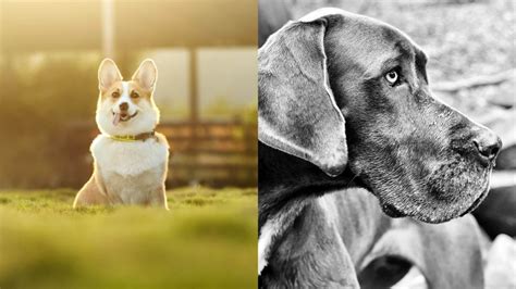 Corgi Great Dane Mix: The Surprising Crossbreed You Need to Know About