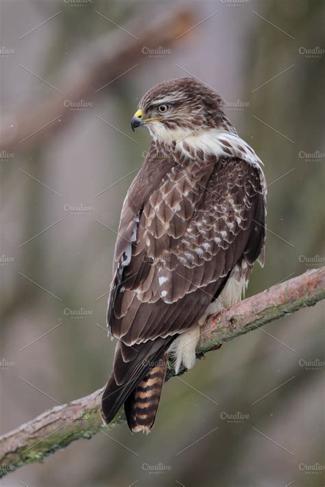 Common buzzard buteo buteo containing buteo buteo, wildlife, and winter ...