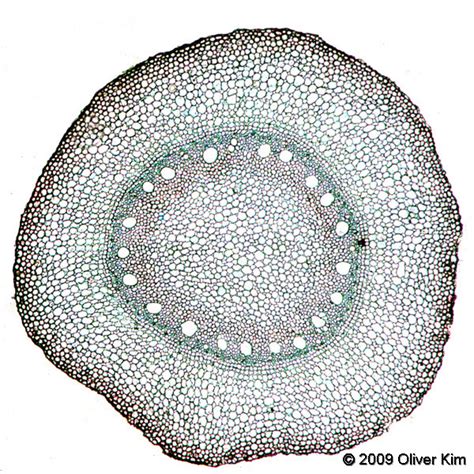 Monocot Root Cross Section - Corn Root Diagram | Quizlet