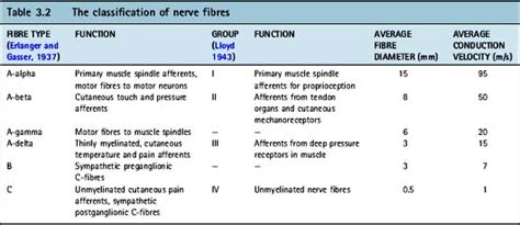 The physiology of pain | Anesthesia Key