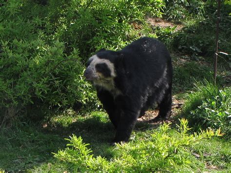 Spectacled bear (Tremarctos ornatus) | Flickr - Photo Sharing!