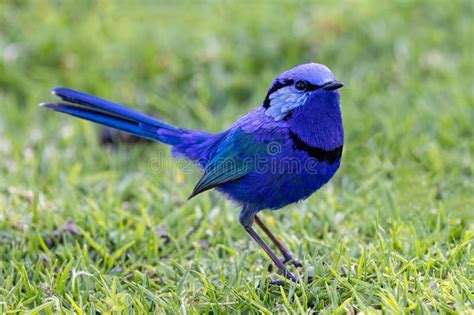 Splendid Fairywren stock photo. Image of wren, australian - 290879218