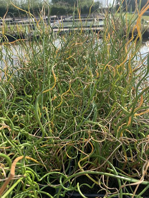 Corkscrew Rush (Juncus Effusus Spiralis) - Wetland Plants