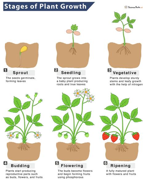 Plant Growth – Definition & Stages