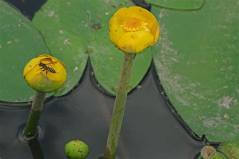 Nuphar lutea