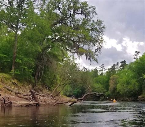 Suwannee River State Park: The Practical Guide