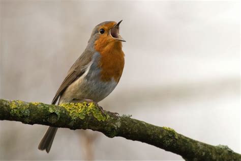 Bird chirping at morning | Beautiful birds, Bird, Missouri birds