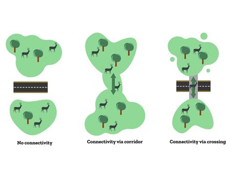 Corridors vs. Crossings: What's the Difference? - Center for Large Landscape Conservation